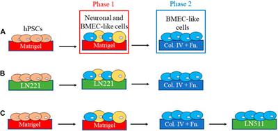 Extracellular matrix proteins in construction and function of in vitro blood-brain barrier models